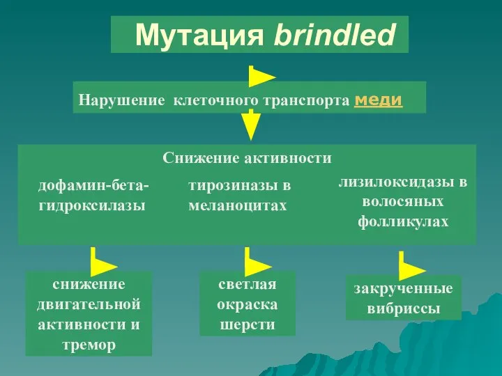 Снижение активности Мутация brindled Нарушение клеточного транспорта меди дофамин-бета-гидроксилазы лизилоксидазы в волосяных