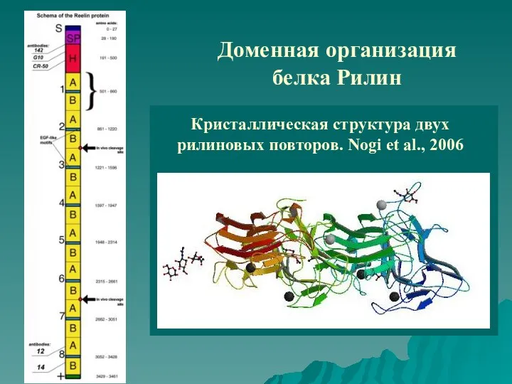 Доменная организация белка Рилин Кристаллическая структура двух рилиновых повторов. Nogi et al., 2006