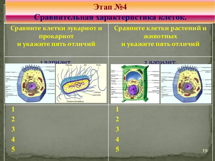 1 2 3 4 5 Этап №4 Сравнительная характеристика клеток. 1 2 3 4 5