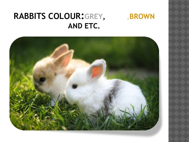 RABBITS COLOUR:GREY,WHITE, BROWN AND ETC.