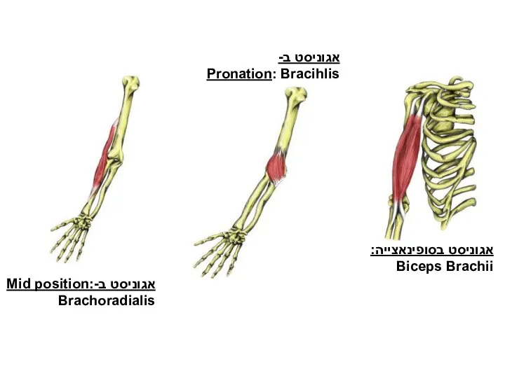 כפיפה במרפק אגוניסט ב- Pronation: Bracihlis אגוניסט בסופינאצייה: Biceps Brachii אגוניסט ב-Mid position: Brachoradialis