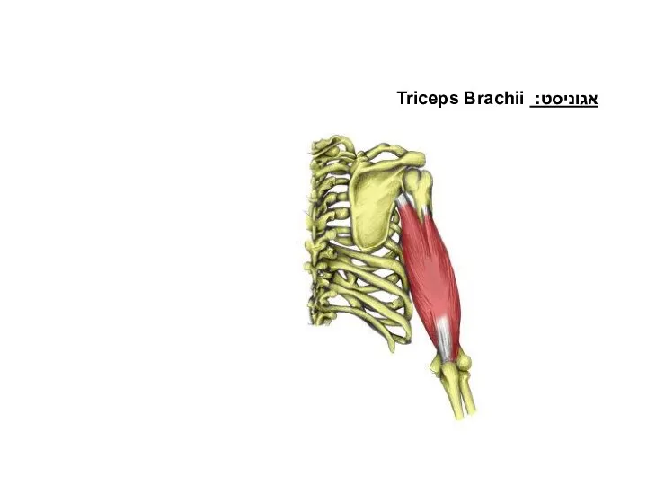 פשיטה במרפק אגוניסט: Triceps Brachii