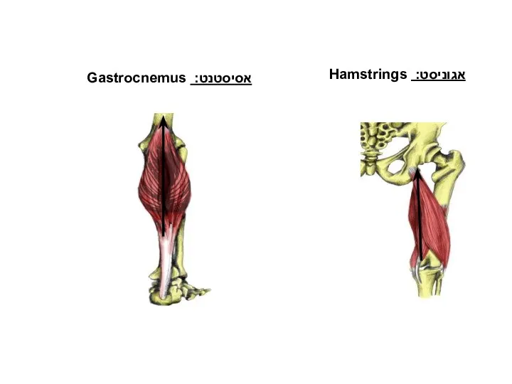 כפיפה בברך אגוניסט: Hamstrings אסיסטנט: Gastrocnemus