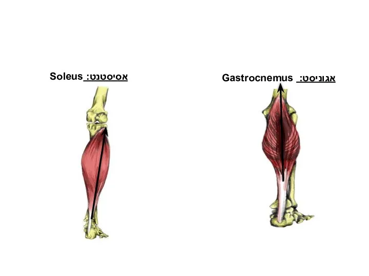 כפיפה כפית בקרסול- Planter Flexion אגוניסט: Gastrocnemus אסיסטנט: Soleus