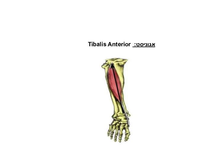 כפיפה גבית בקרסול- Dorsi Flexion אגוניסט: Tibalis Anterior