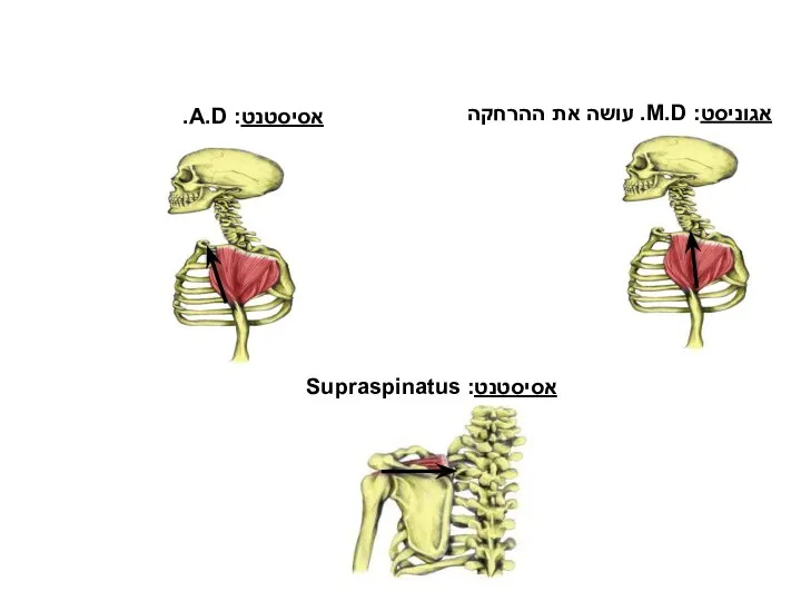 הרחקת כתף אגוניסט: M.D. עושה את ההרחקה אסיסטנט: A.D. אסיסטנט: Supraspinatus