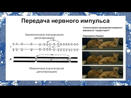 Передача нервного импульса Безмиелиновое (непрерывная деполяризация) Миелиновое (сальтаторная деполяризация)