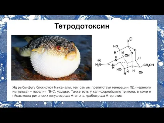 Тетродотоксин Яд рыбы-фугу блокируют Na-каналы, тем самым препятствуя генерации ПД (нервного импульса)
