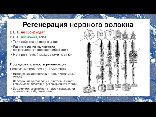 Регенерация нервного волокна В ЦНС не происходит В ПНС возможна, если: Тело