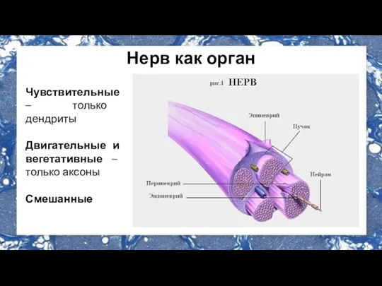 Нерв как орган Чувствительные – только дендриты Двигательные и вегетативные – только аксоны Смешанные