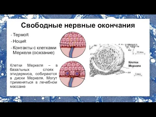 Свободные нервные окончания ТермоR НоциR Контакты с клетками Меркеля (осязание) Клетки Меркеля