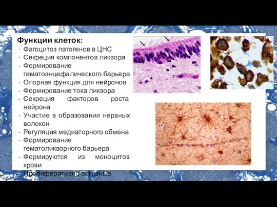 Функции клеток: Фагоцитоз патогенов в ЦНС Секреция компонентов ликвора Формирование гематоэнцефалического барьера