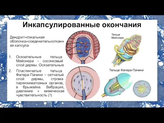 Инкапсулированные окончания Дендрит+глиальная оболочка+соединительнотканная капсула Осязательные тельца Мейснера – сосочковый слой дермы.