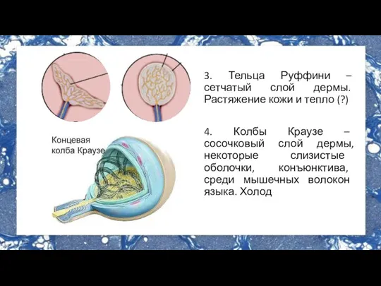 3. Тельца Руффини – сетчатый слой дермы. Растяжение кожи и тепло (?)