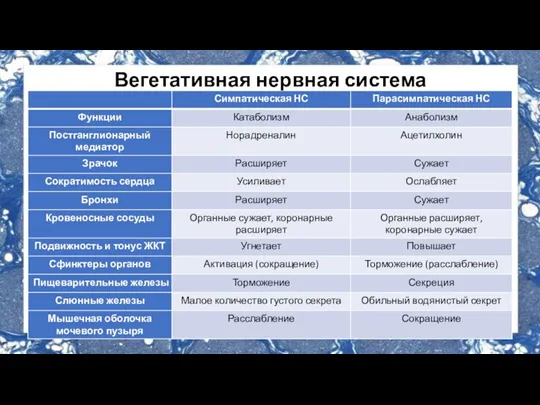 Вегетативная нервная система