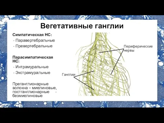 Вегетативные ганглии Симпатическая НС: Паравертебральные Превертебральные Парасимпатическая НС: Интрамуральные Экстрамуральные Преганглионарные волокна