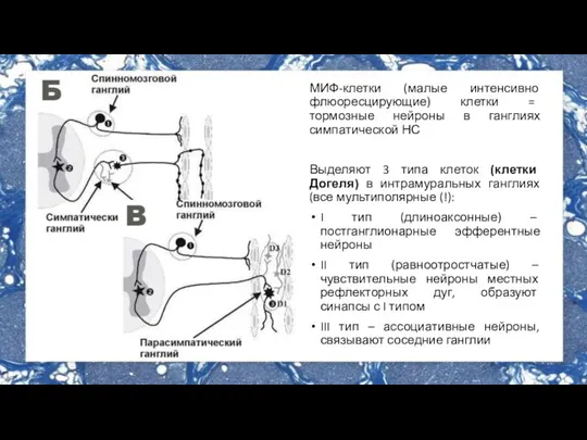 МИФ-клетки (малые интенсивно флюоресцирующие) клетки = тормозные нейроны в ганглиях симпатической НС