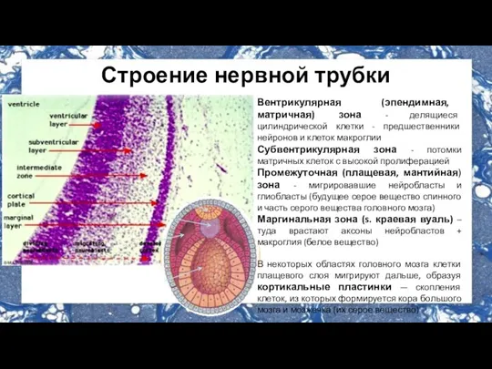 Строение нервной трубки Вентрикулярная (эпендимная, матричная) зона - делящиеся цилиндрической клетки -