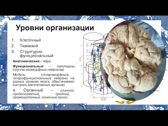 Уровни организации Клеточный Тканевой Структурно-функциональный Анатомические – ядра Функциональные – паттерны (группы