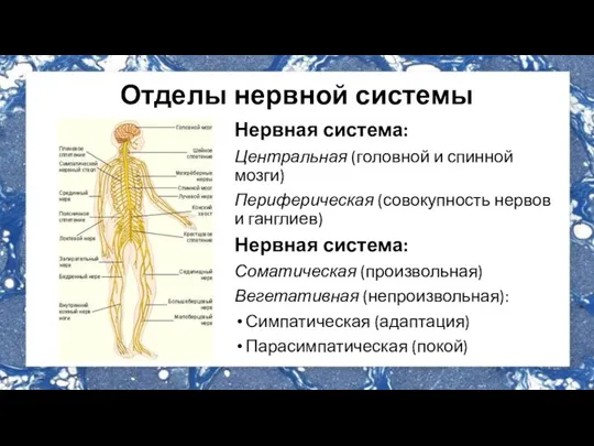 Отделы нервной системы Нервная система: Центральная (головной и спинной мозги) Периферическая (совокупность