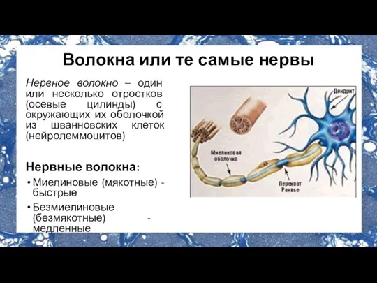 Волокна или те самые нервы Нервное волокно – один или несколько отростков