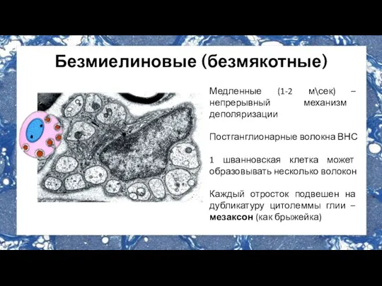 Безмиелиновые (безмякотные) Медленные (1-2 м\сек) – непрерывный механизм деполяризации Постганглионарные волокна ВНС