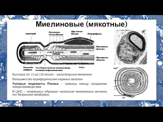 Миелиновые (мякотные) Быстрые (от 15 до 120 м\сек) – сальтаторный механизм Большинство