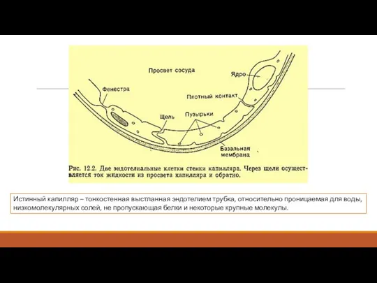Истинный капилляр – тонкостенная выстланная эндотелием трубка, относительно проницаемая для воды, низкомолекулярных