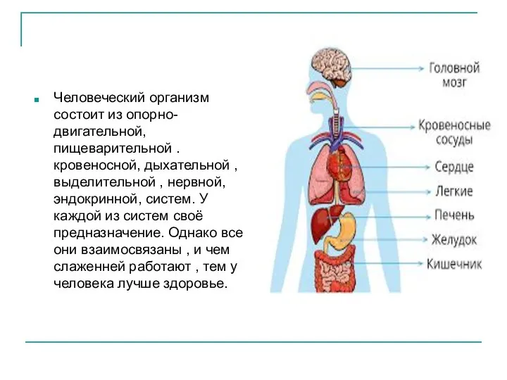 Человеческий организм состоит из опорно-двигательной, пищеварительной . кровеносной, дыхательной , выделительной ,