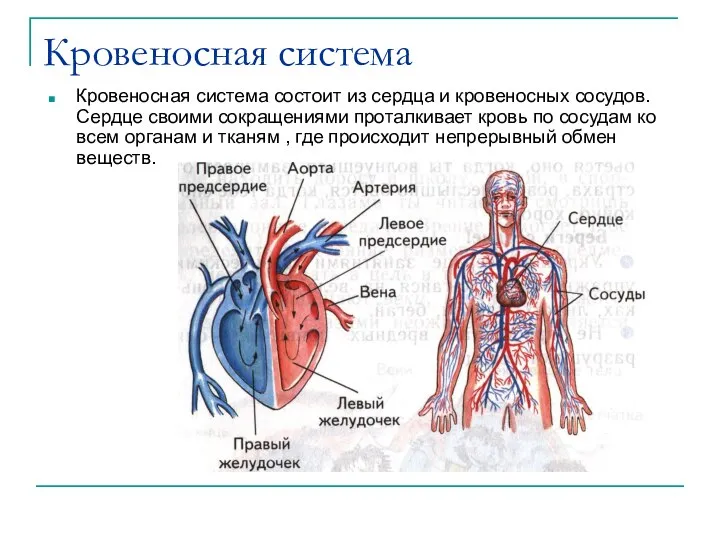 Кровеносная система Кровеносная система состоит из сердца и кровеносных сосудов. Сердце своими