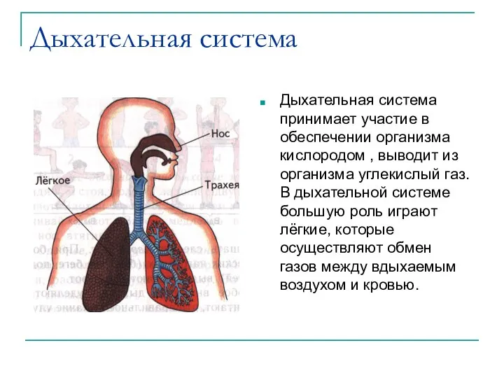 Дыхательная система Дыхательная система принимает участие в обеспечении организма кислородом , выводит