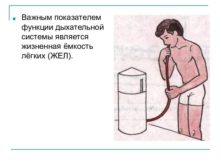 Важным показателем функции дыхательной системы является жизненная ёмкость лёгких (ЖЕЛ).