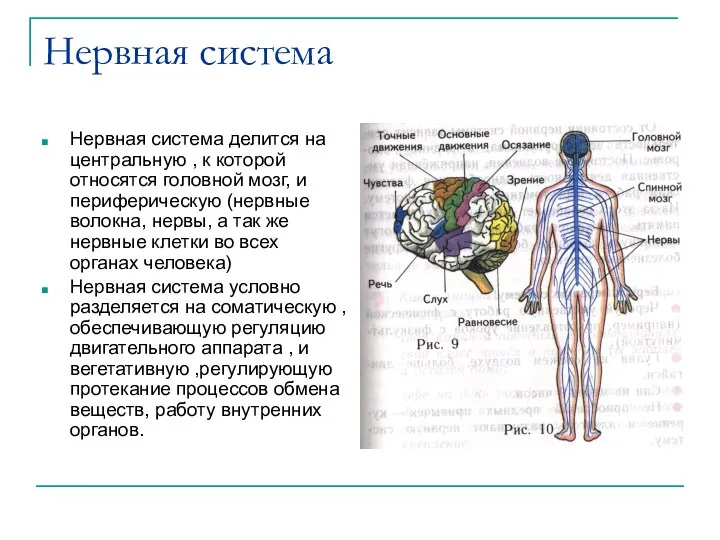 Нервная система Нервная система делится на центральную , к которой относятся головной