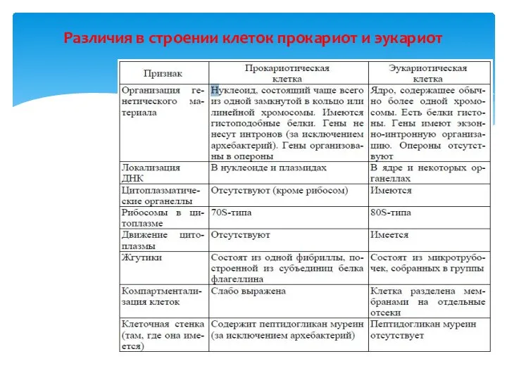 Различия в строении клеток прокариот и эукариот