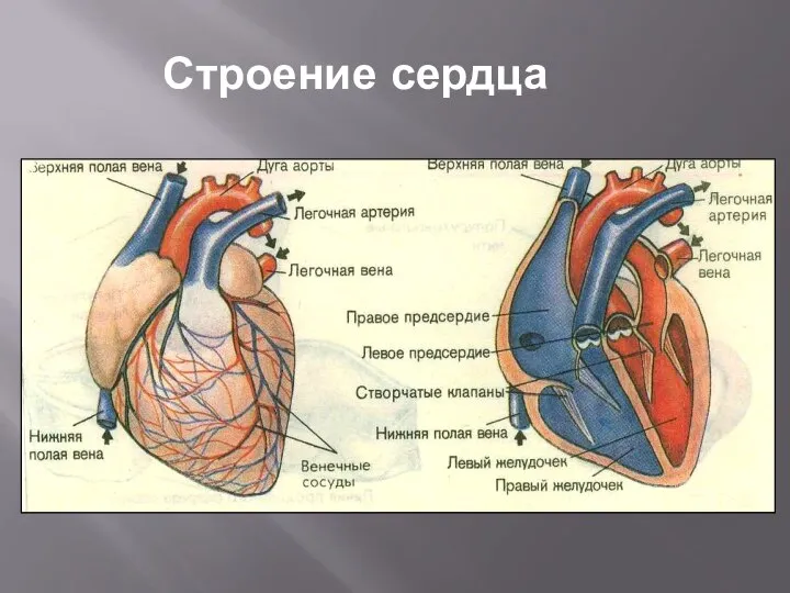 Строение сердца