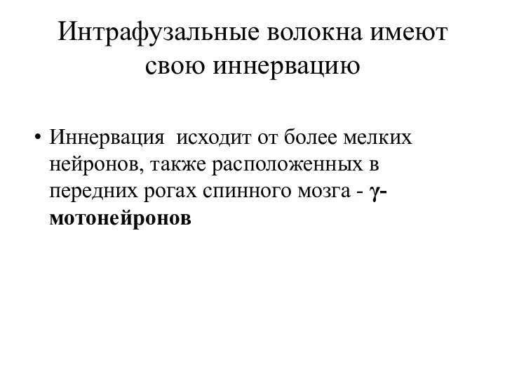 Интрафузальные волокна имеют свою иннервацию Иннервация исходит от более мелких нейронов, также