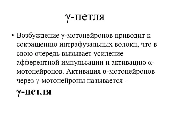 γ-петля Возбуждение γ-мотонейронов приводит к сокращению интрафузальных волокн, что в свою очередь