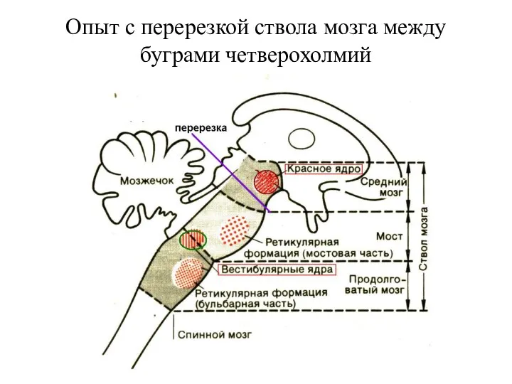 Опыт с перерезкой ствола мозга между буграми четверохолмий