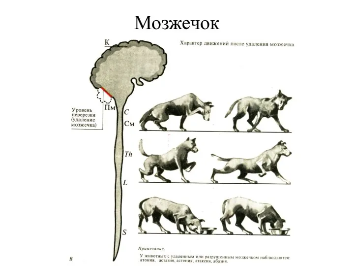 Мозжечок