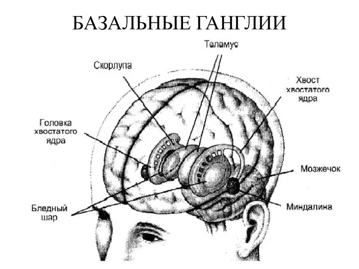 БАЗАЛЬНЫЕ ГАНГЛИИ