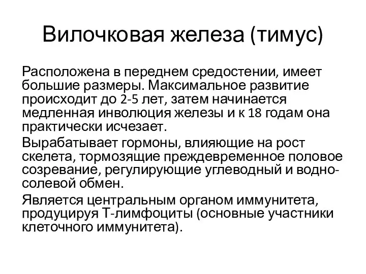 Вилочковая железа (тимус) Расположена в переднем средостении, имеет большие размеры. Максимальное развитие