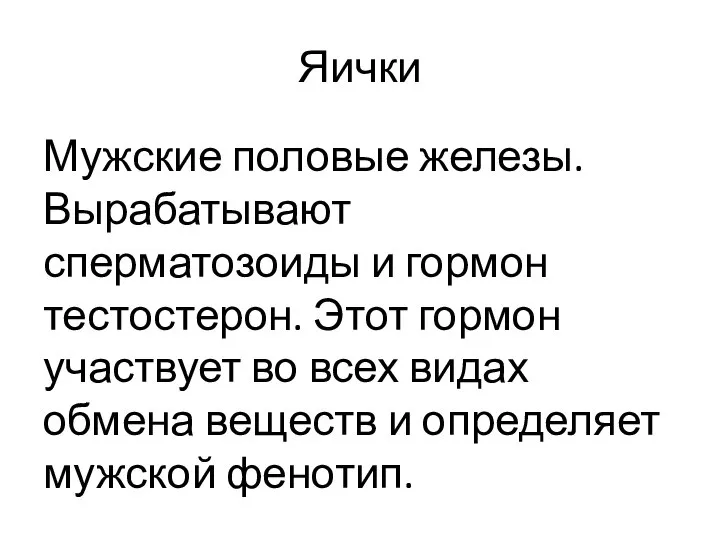 Яички Мужские половые железы. Вырабатывают сперматозоиды и гормон тестостерон. Этот гормон участвует