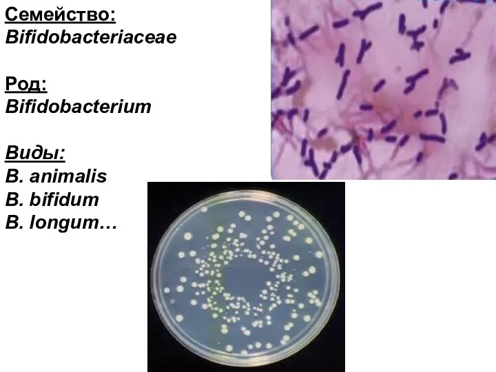 Семейство: Bifidobacteriaceae Род: Bifidobacterium Виды: B. animalis B. bifidum B. longum…