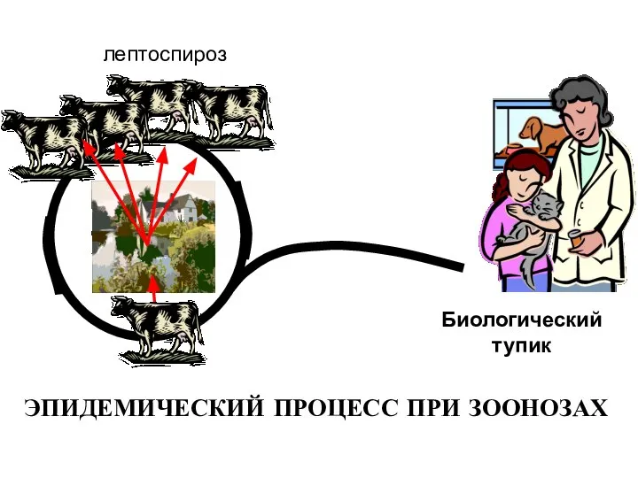 ЭПИДЕМИЧЕСКИЙ ПРОЦЕСС ПРИ ЗООНОЗАХ лептоспироз Биологический тупик