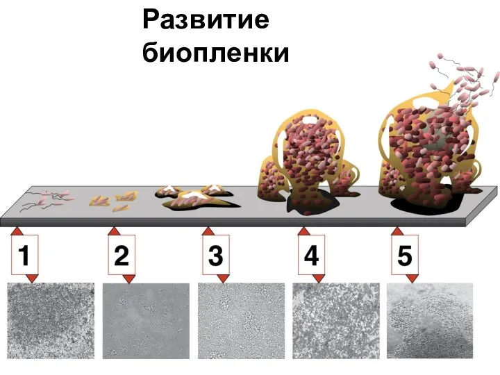 Развитие биопленки