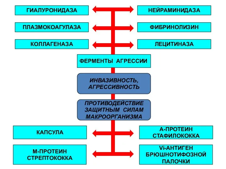 ИНВАЗИВНОСТЬ, АГРЕССИВНОСТЬ ПРОТИВОДЕЙСТВИЕ ЗАЩИТНЫМ СИЛАМ МАКРООРГАНИЗМА ГИАЛУРОНИДАЗА КОЛЛАГЕНАЗА ЛЕЦИТИНАЗА ПЛАЗМОКОАГУЛАЗА ФИБРИНОЛИЗИН НЕЙРАМИНИДАЗА