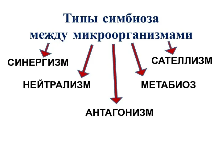 Типы симбиоза между микроорганизмами СИНЕРГИЗМ НЕЙТРАЛИЗМ АНТАГОНИЗМ САТЕЛЛИЗМ МЕТАБИОЗ