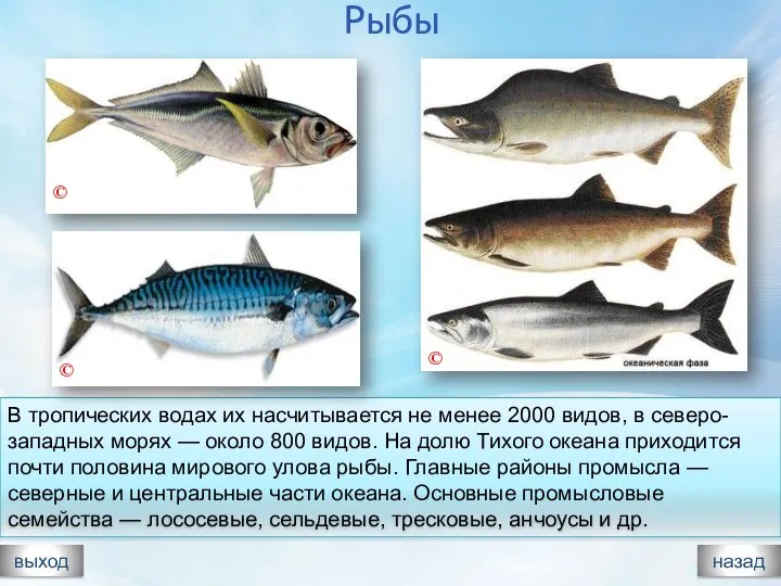 Рыбы выход назад В тропических водах их насчитывается не менее 2000 видов,