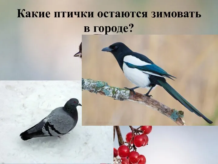 Какие птички остаются зимовать в городе?