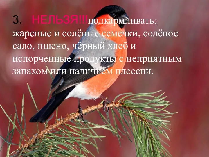 3. НЕЛЬЗЯ!!!подкармливать: жареные и солёные семечки, солёное сало, пшено, чёрный хлеб и